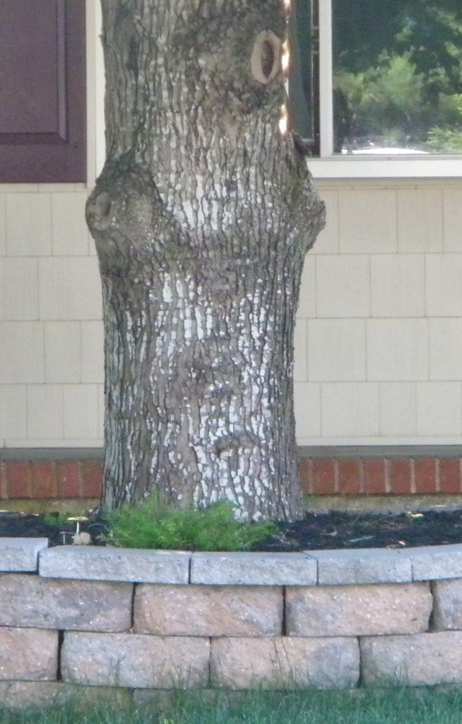 Buried Root Collar – Pine Barrens Tree