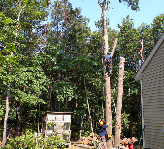 Services – Tree Removal